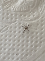 Mecynogea lemniscata