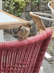 Passer domesticus