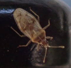 Monosteira unicostata