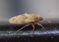 Monosteira unicostata