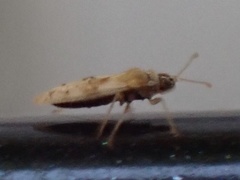 Monosteira unicostata