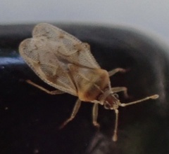 Monosteira unicostata