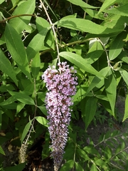 Buddleja davidii