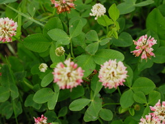 Trifolium hybridum