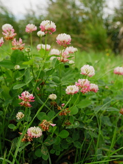Trifolium hybridum