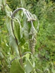 Buddleja davidii
