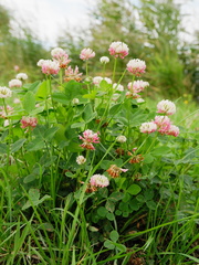 Trifolium hybridum