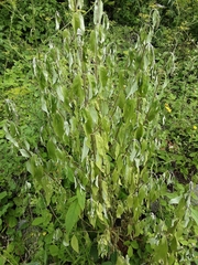 Buddleja davidii
