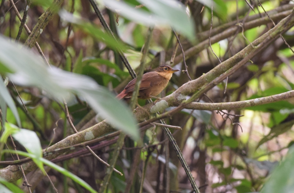Buff-throated Foliage-gleaner (Mexican)