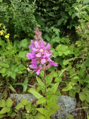 Lythrum salicaria