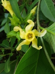 Prestonia mexicana