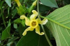 Prestonia mexicana