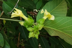 Prestonia mexicana