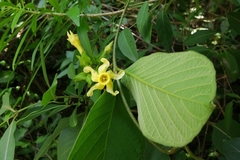 Prestonia mexicana