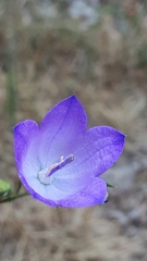 Campanula petiolata