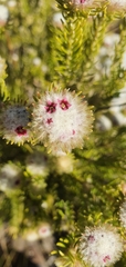 Phylica nigromontana
