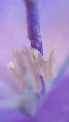 Campanula petiolata