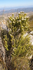 Phylica nigromontana