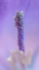 Campanula petiolata