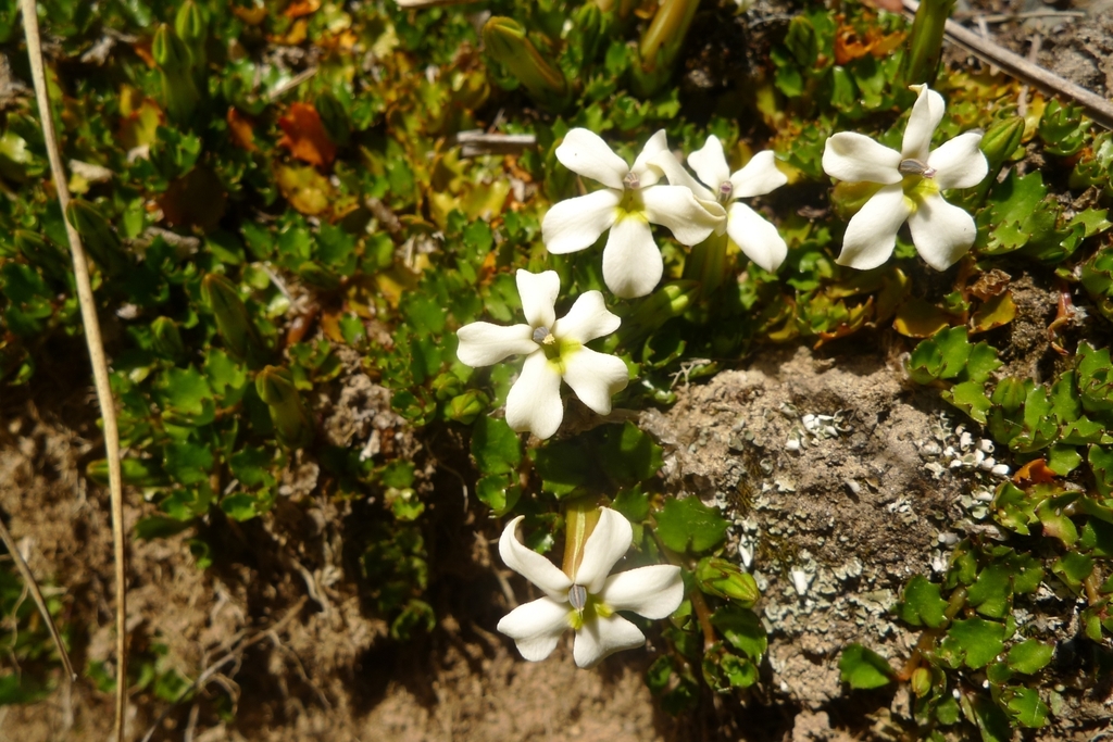 Lobelia macrodon