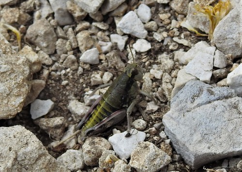 Baccetti's Apennine Grasshopper