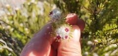 Phylica nigromontana