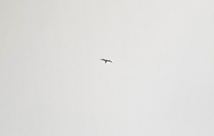 Ictinia mississippiensis