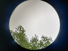 Ictinia mississippiensis