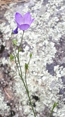 Campanula petiolata