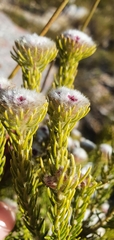 Phylica nigromontana