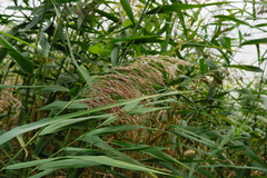 Phragmites australis