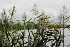 Phragmites australis