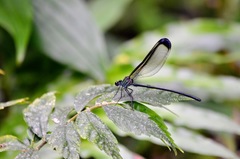 Psolodesmus mandarinus dorothea