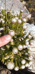 Phylica nigromontana