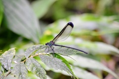 Psolodesmus mandarinus dorothea