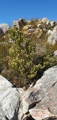 Phylica nigromontana