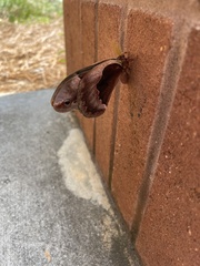 Callosamia angulifera