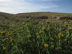 Phlomis platystegia