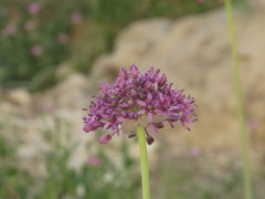 Allium aschersonianum