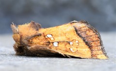 Papaipema leucostigma