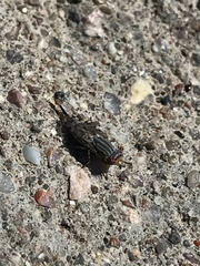 Paroedopa punctigera