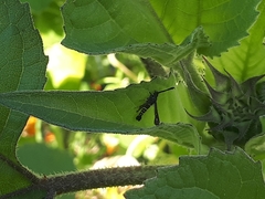 Sazonia fenusaeformis