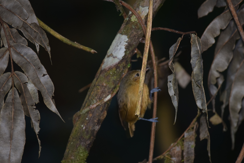 Slaty Antwren