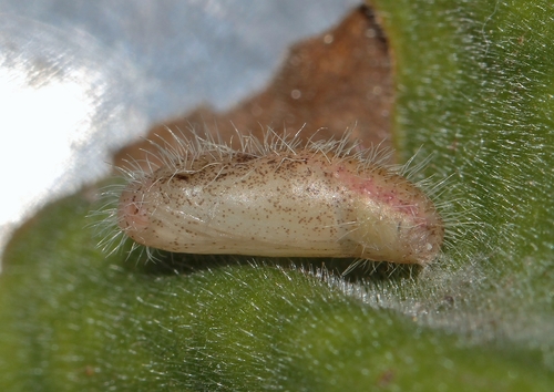 Common Geranium-bronze