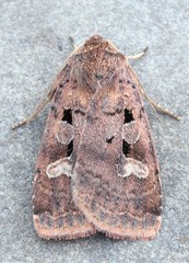 Diarsia jucunda