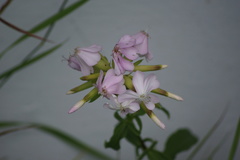 Saponaria