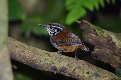 White-breasted Wood Wren (Henicorhina leucosticta), photo 6