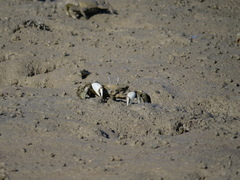 Macrophthalmus