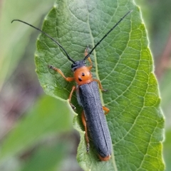 Oberea quadricallosa