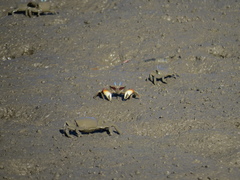 Macrophthalmus